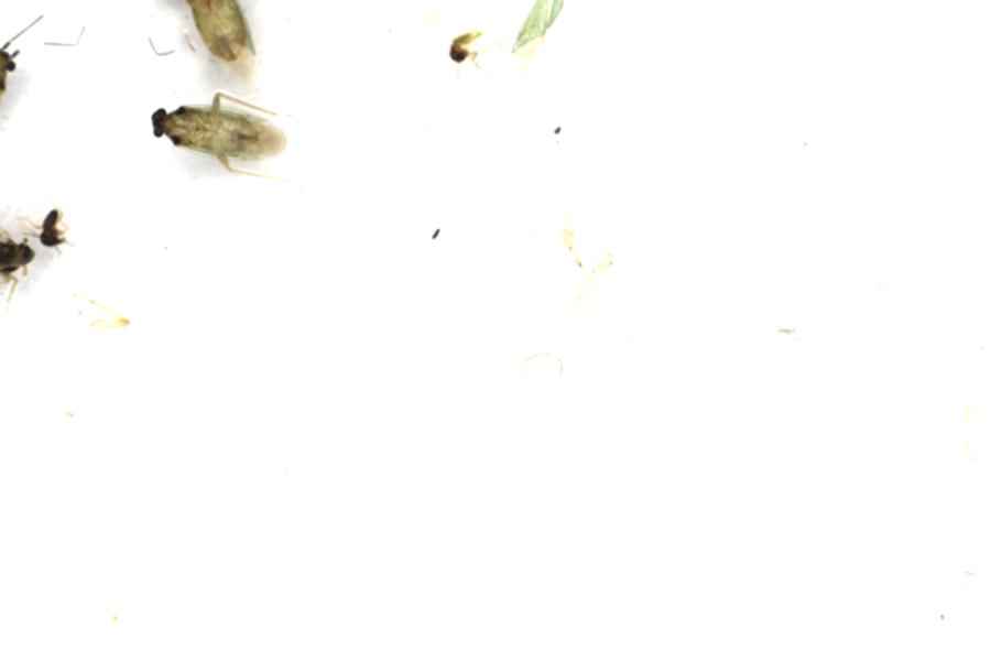 Image 44